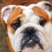 How long will my bulldog live, are they banned and why were they bred?